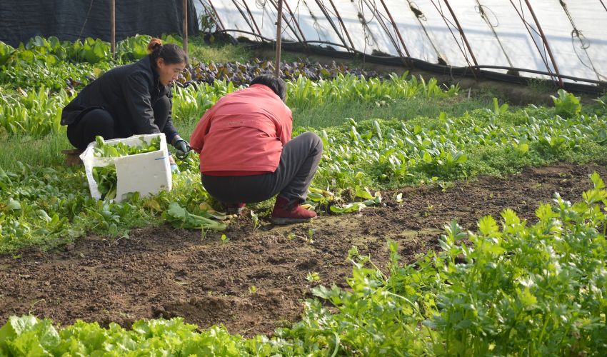 Ir a Difusión de oferta de empleo: peón/a agrícola para la empresa Gpex en Moraleja