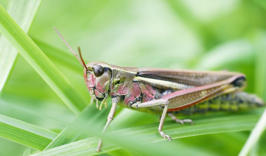 Ir a Difusión de ofertas de empleo: peones/as agrícolas para prospección de langosta en diferentes localidades