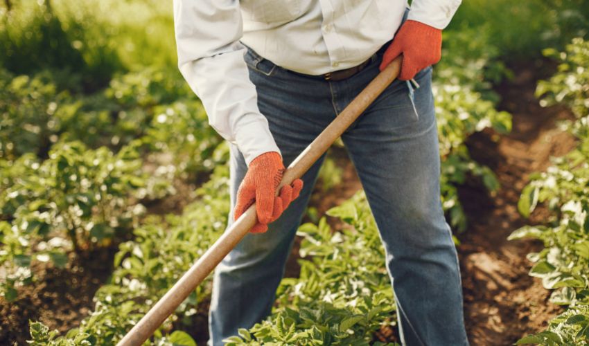 Ir a Difusión pública de oferta de empleo: monitor/a de actividades auxiliares en agricultura para La Pesga