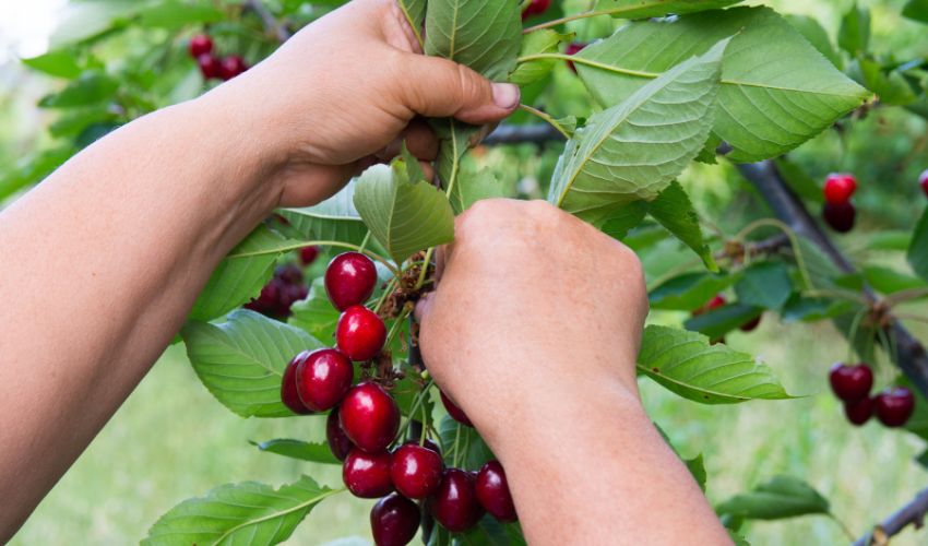 Ir a Difusión de ofertas de empleo del sector agrícola: 45 puestos de peón/a para recolección de fruta 