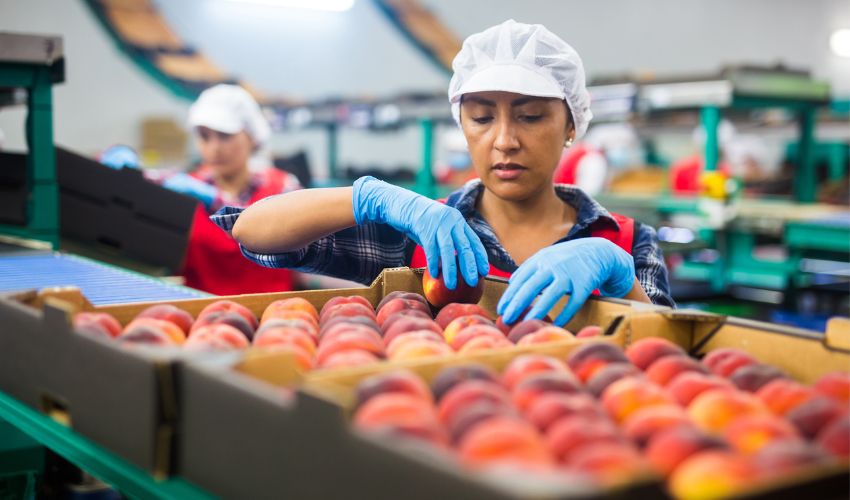 Ir a Difusión de ofertas de empleo del sector agrícola: 100 puestos de envasadores y peones/as