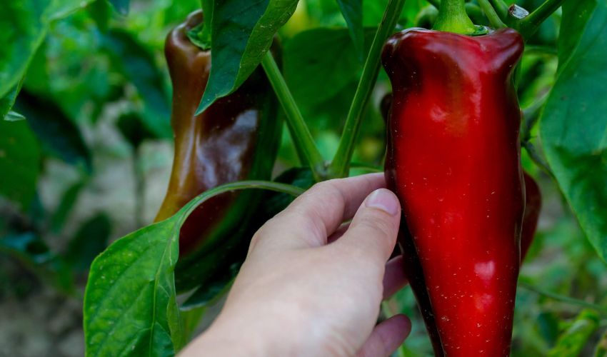 Ir a Oferta de empleo: se necesitan entre 30 y 40 peones/as para la industria manufacturera en Huélaga 