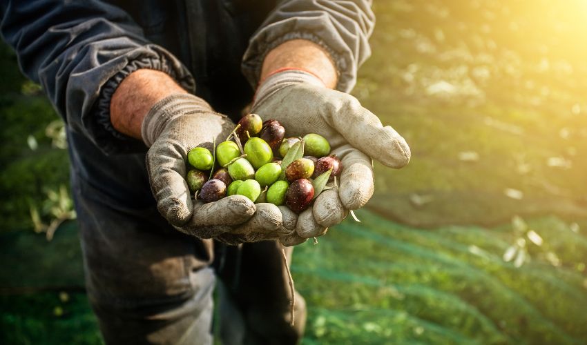 Ir a El SEXPE pone en marcha una bolsa de participación en ofertas de empleo del sector agrícola