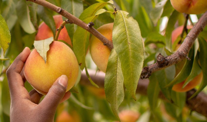 Ir a Disponible la inscripción a 400 puestos de trabajo de la rama agrícola