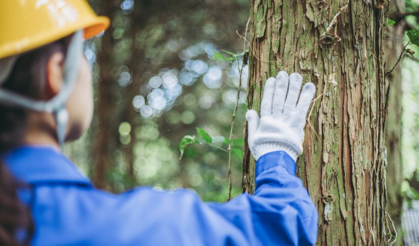 Ir a El SEXPE difunde la relación provisional de las personas seleccionadas para 3 puestos de ingenieros técnicos forestales (actualizado el 13/01)